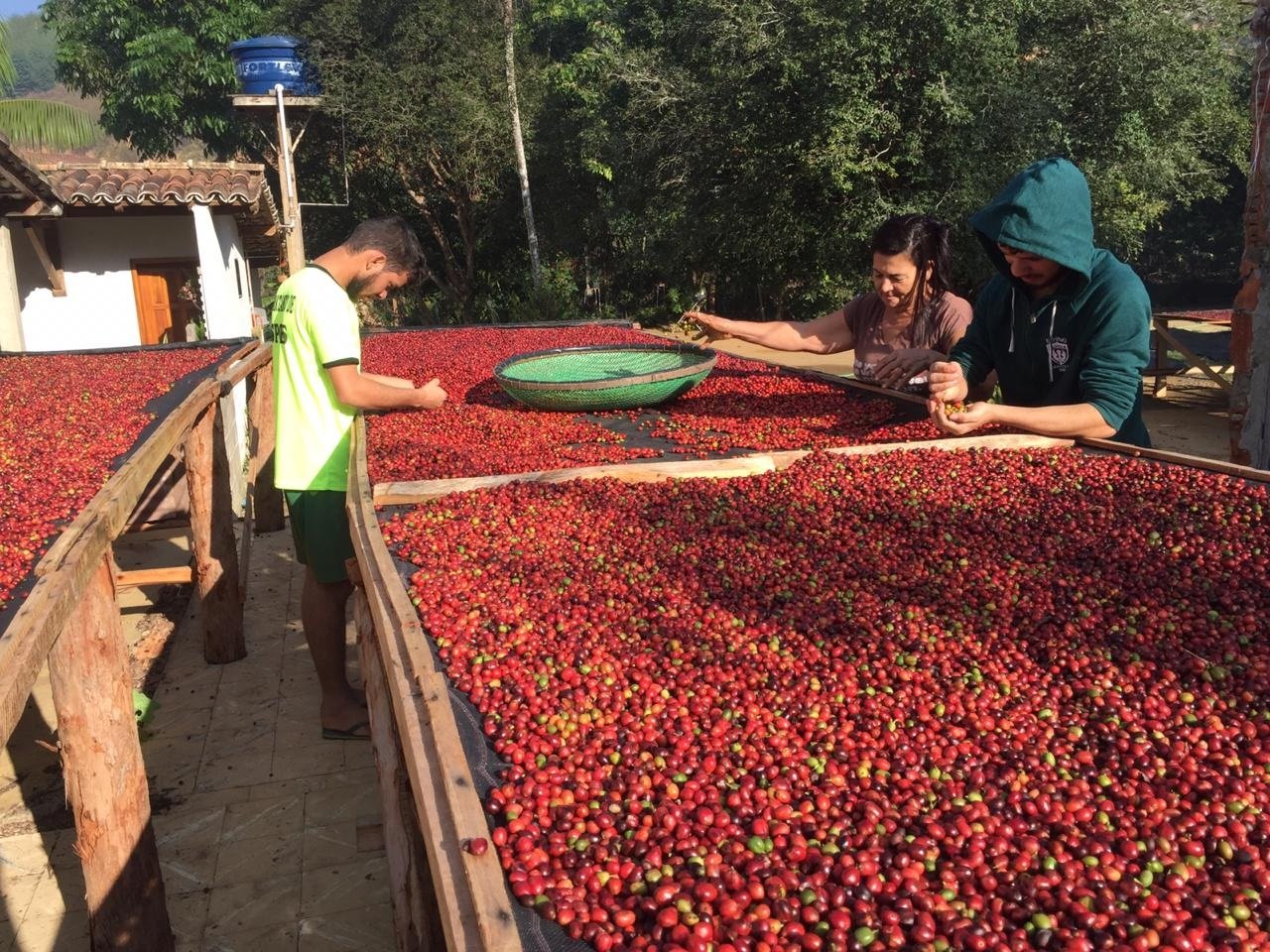 Produ&ccedil;&atilde;o de caf&eacute; em Jaguar&eacute;-ES